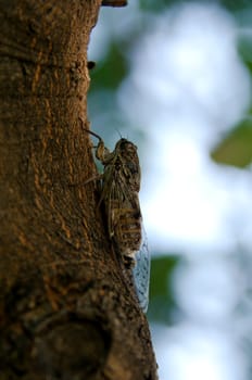the cicada in the tree