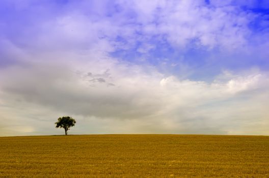the alone tree in the fields