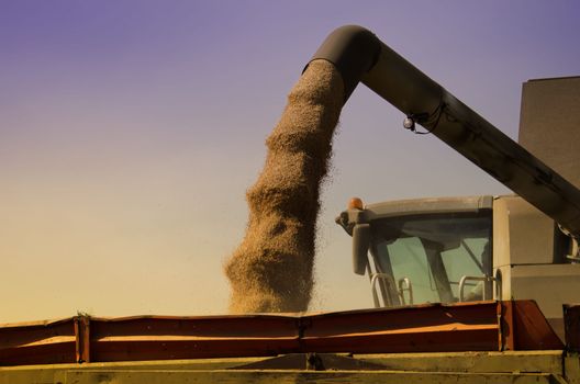 the loading of wheat grain
