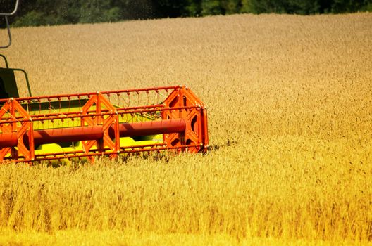 the harvester on the wheat field