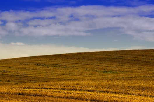 cut off the wheat fields