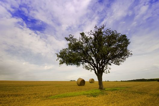 the tree  and straw bales