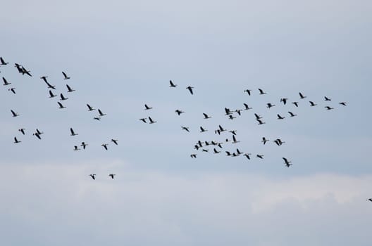 the migration of wild geese