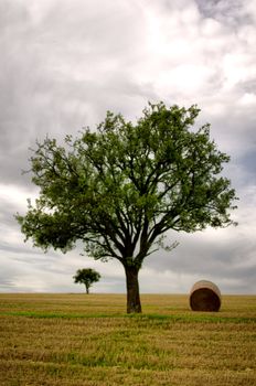 the tree  and straw bales