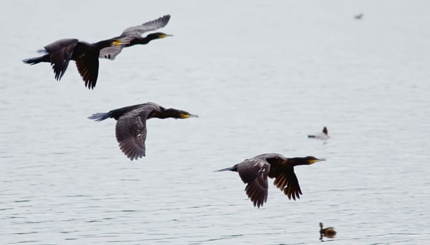 the cormorants fly over  water
