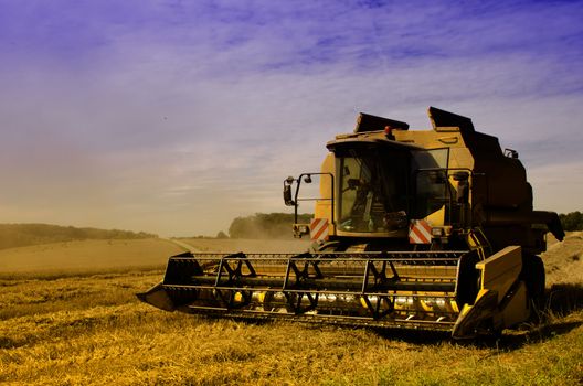 combine harvester reaps the corn