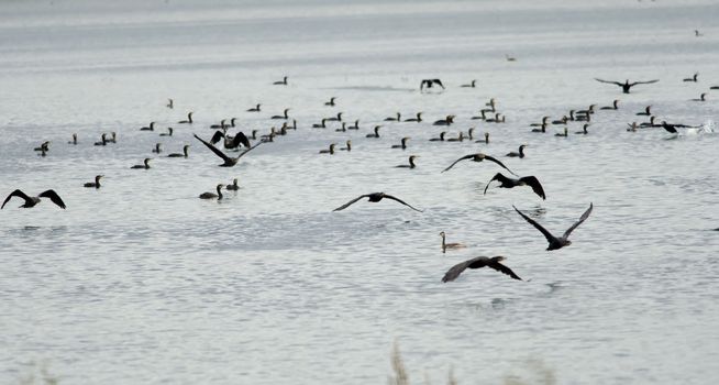 the cormorants fly over  water