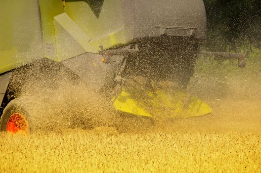 combine harvester reaps the corn