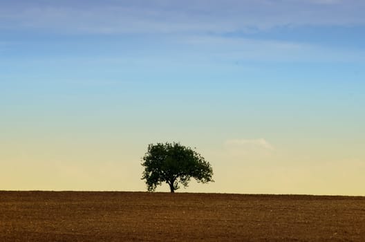 a tree in the fields 