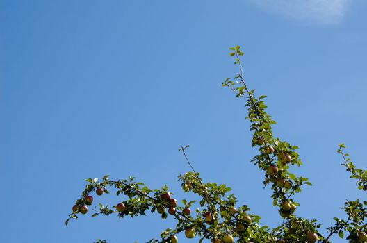 the apple on the apple tree