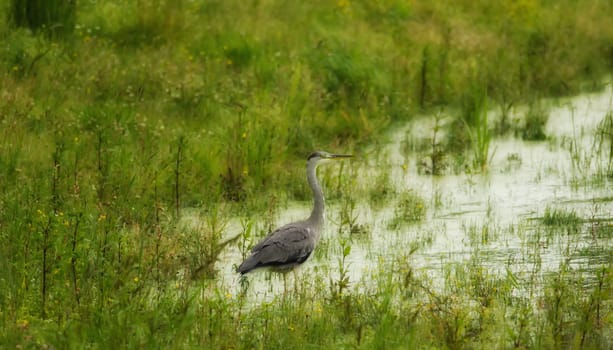 the heron fishing on the board of the lake