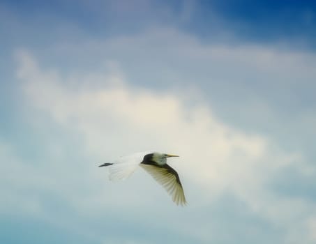 the egret fligh in the sky