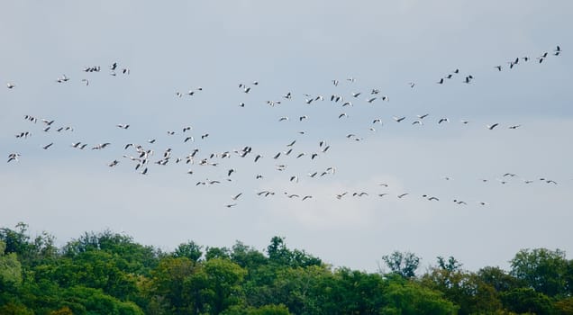 the migration of wild geese