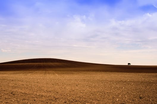 the little tree in the fields