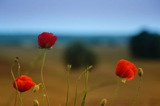 the red poppies in the wild
