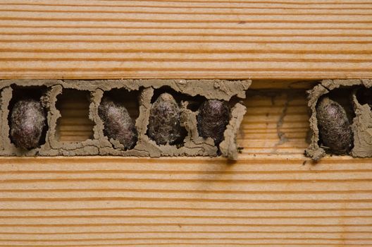 the  wasp nest