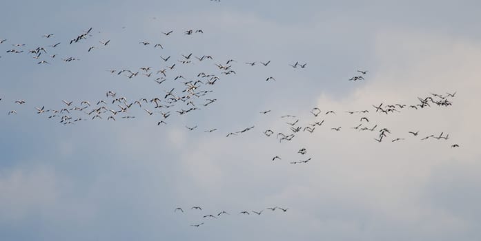 the migration of wild geese