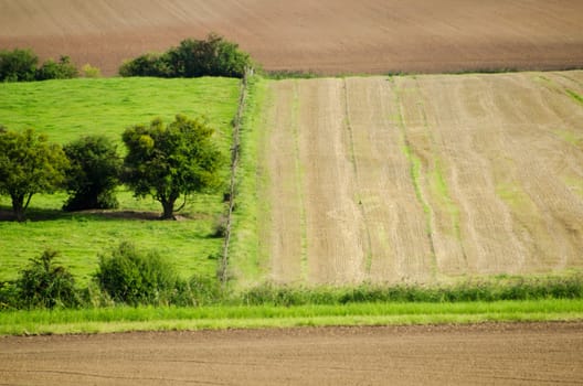 wheat fields and meadows green
