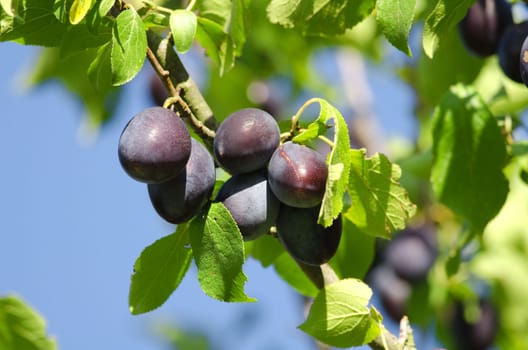 the plums on plum tree