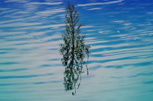 grass  and its reflection in water