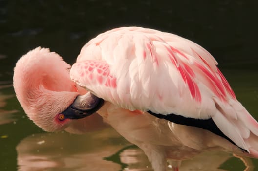 the flamingo