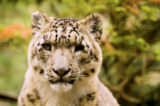 the snow leopard