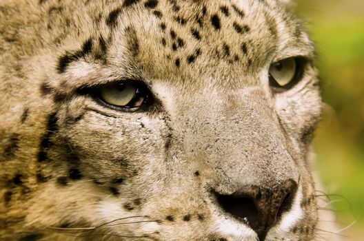 the snow leopard