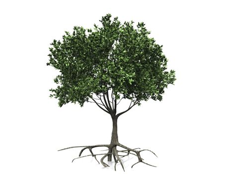 the green tree