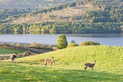 deer at Loch Tay, Highlands, Scotland