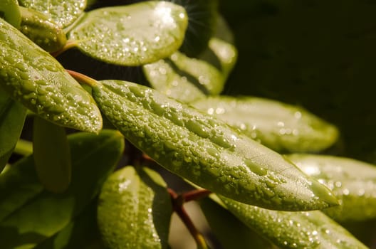 green leaves and dew
