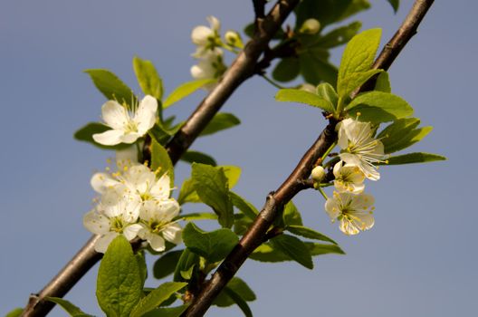 the flowers of mirabelle plum tree