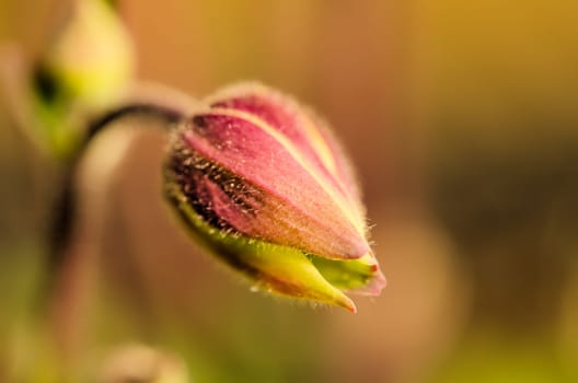 the flower