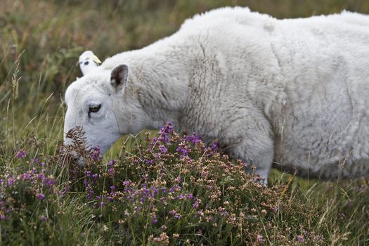 singe white sheep eating on heathland in scotland