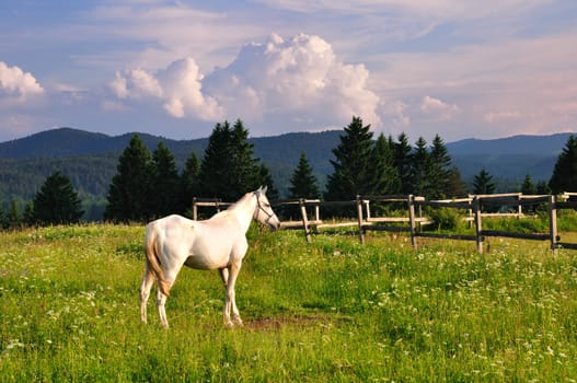 White horse on green grass in mountain