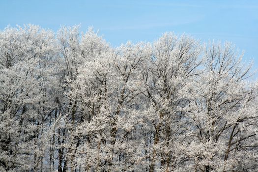 A frost covered deciduous forest set against a blue sky.
