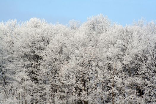 A frost covered decidious forest set against a blue sky.
