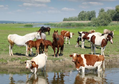 farm animals on river