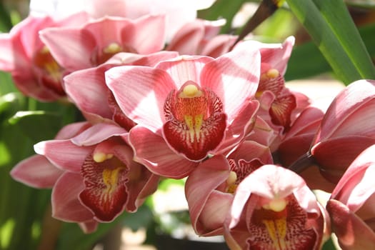 Phalaenopsis Orchid at Chiang mai, Thailand.