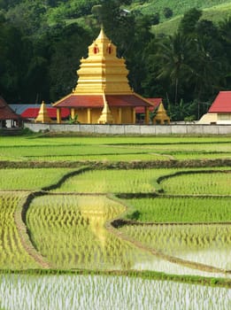 Beautiful thai temple and rice field in Thailand. 