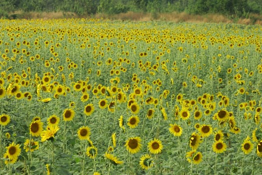 Field of sunflowers at Lopburi near Bangkok, Thailand.