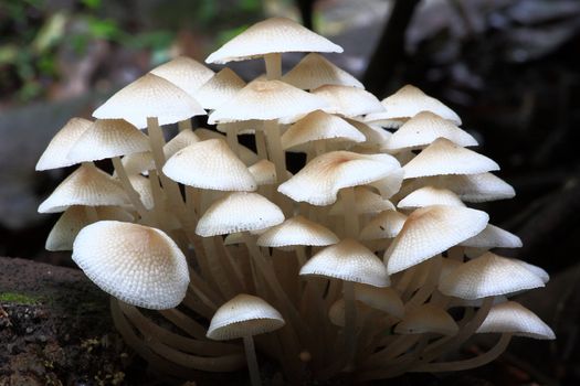 Forest Mushrooms at Phukradung National Park, Thailand.