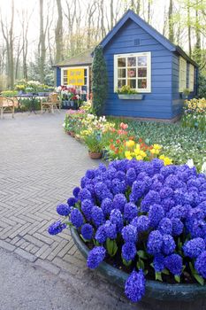 Keukenhof Gardens, Lisse, Netherlands