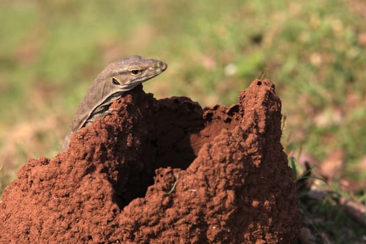 Small lizard sits near own hole in steppe