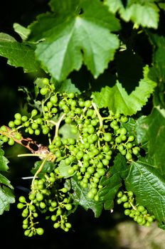 Small Green Grapes on wine plant in Vineyard