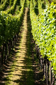 rows of young grapes in wineyard of southen germany region rheinland pfalz