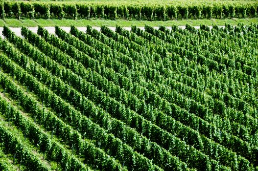 rows of young grapes in wineyard of southen germany region rheinland pfalz