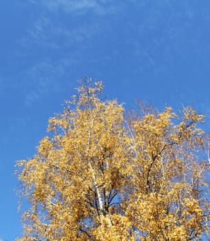 Crown of Autumn  trees on blue sky background

