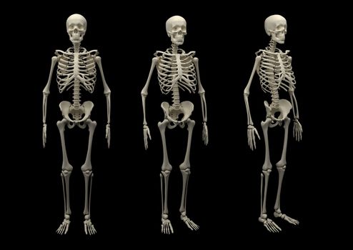 Skeleton of an adult is isolated on a black background