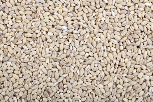 Barley wheat grain food background