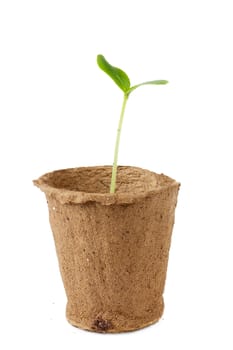 Small plant isolated over white background